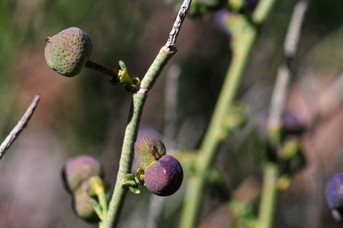 Turpentinebroom has green to purplish colored fruit with visible glands and somewhat resembling a grapefruit. Turpentinebroom is a member of the Citrus family. Thamnosma montana